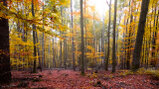 Dekoration Uckermärker Wald